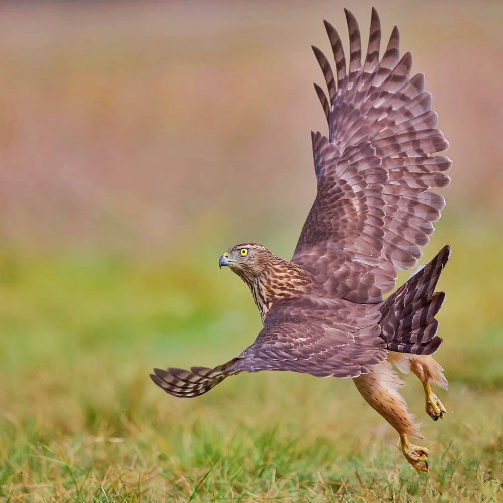 Hawk in Flight by David Manusevich — canvas wall art