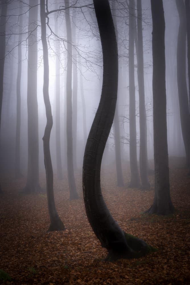 Misty Autumn Forest by Tom Pavlasek — canvas wall art