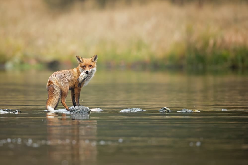 Wild Fox's Water Catch by Milan Zygmunt — canvas wall art