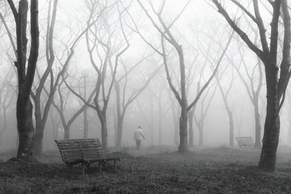 Solitary Walk in Foggy Woods by Vu van quan — canvas wall art