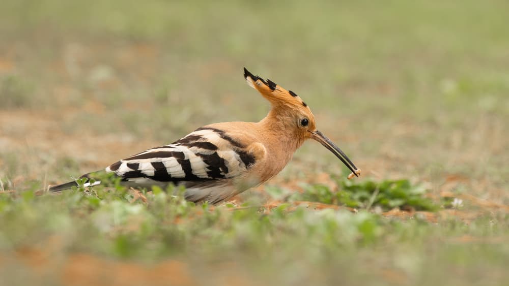 Wild Hoopoe Foraging by Annie Keizer — canvas wall art