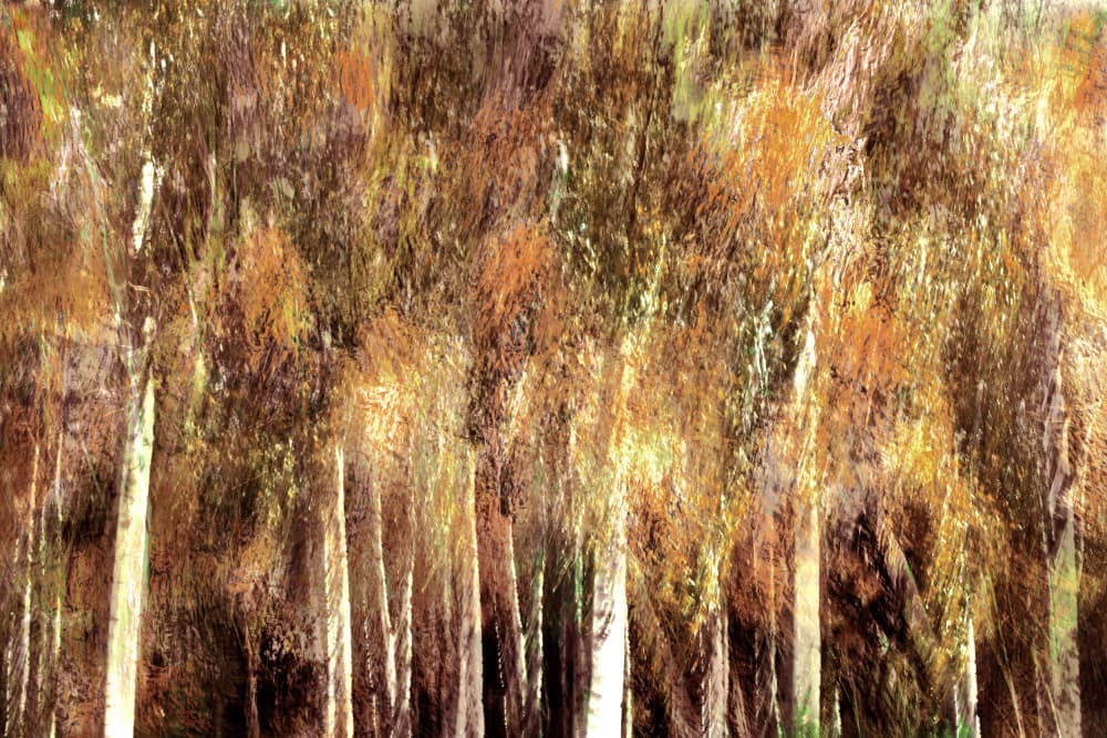 Golden Autumn Forest by Christina Sillen — canvas wall art