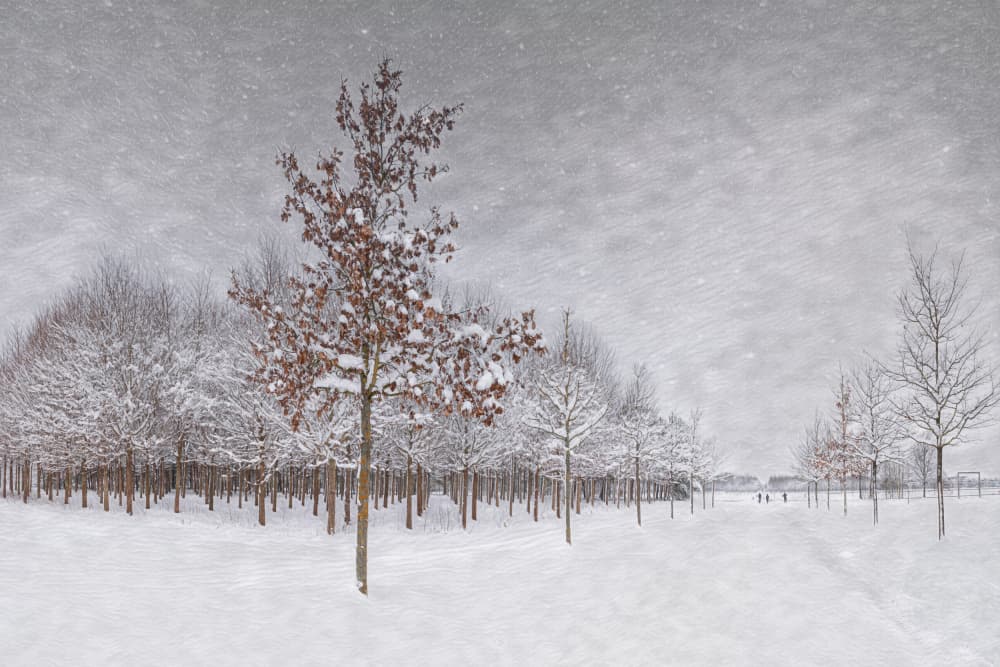 Snowy Winter Path by Roswitha Schleicher-Schwarz — canvas wall art