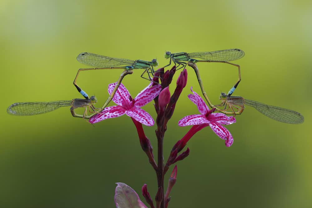 Damselfly Love Heart by Phat Dao Tan — canvas wall art
