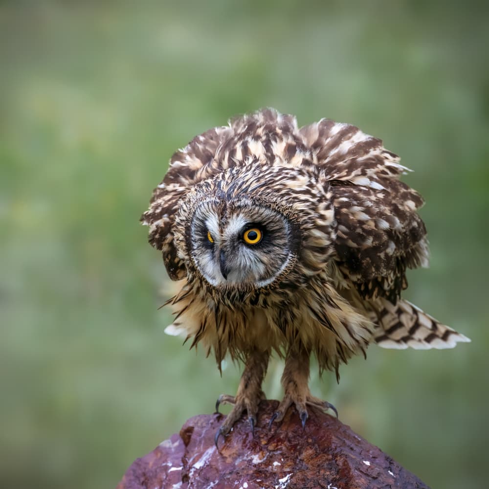 Fluffy Owl Gaze by Taksing (吉星高照) — canvas wall art