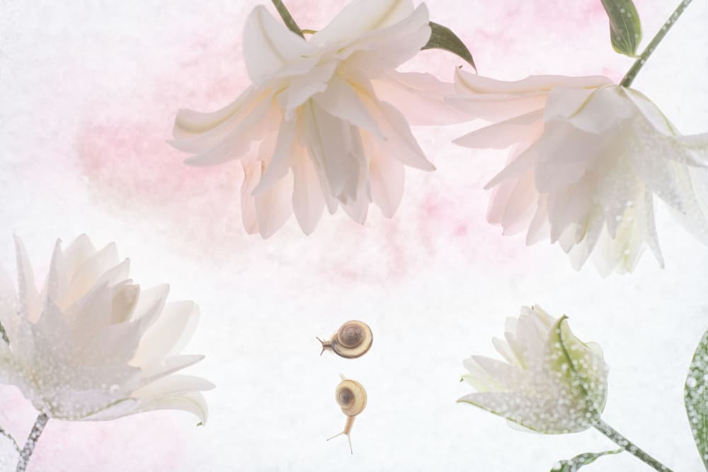 Ethereal Flowers and Snails by Miharu † — canvas wall art