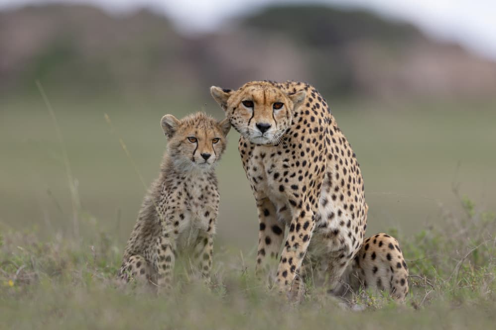 Cheetah Mother And Cub by Alessandro Catta — canvas wall art