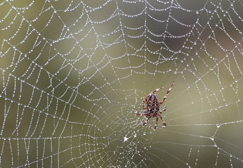 Glistening Spider Web by Oana Vasileniuc — canvas wall art