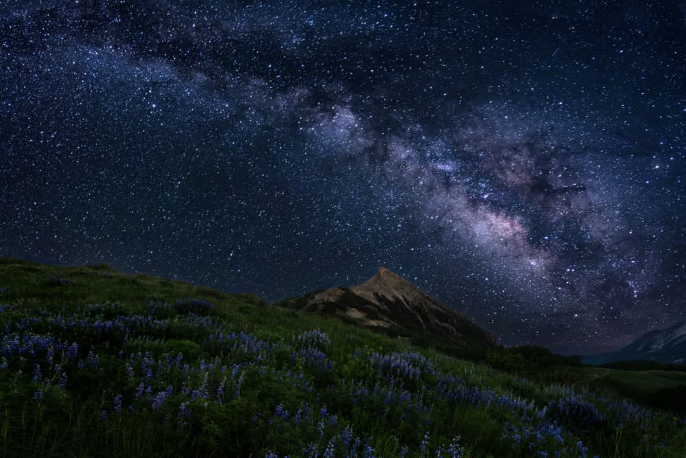 Starry Mountain Wildflowers by James Cai — canvas wall art