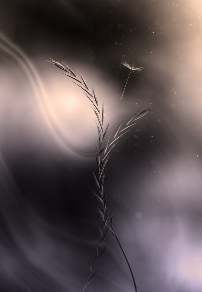 Ethereal Dandelion Drift by Dusan Ljubicic — canvas wall art