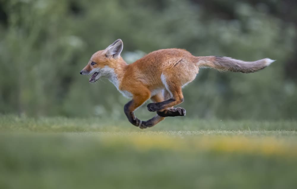Wild Fox Sprint by Judy Tseng — canvas wall art