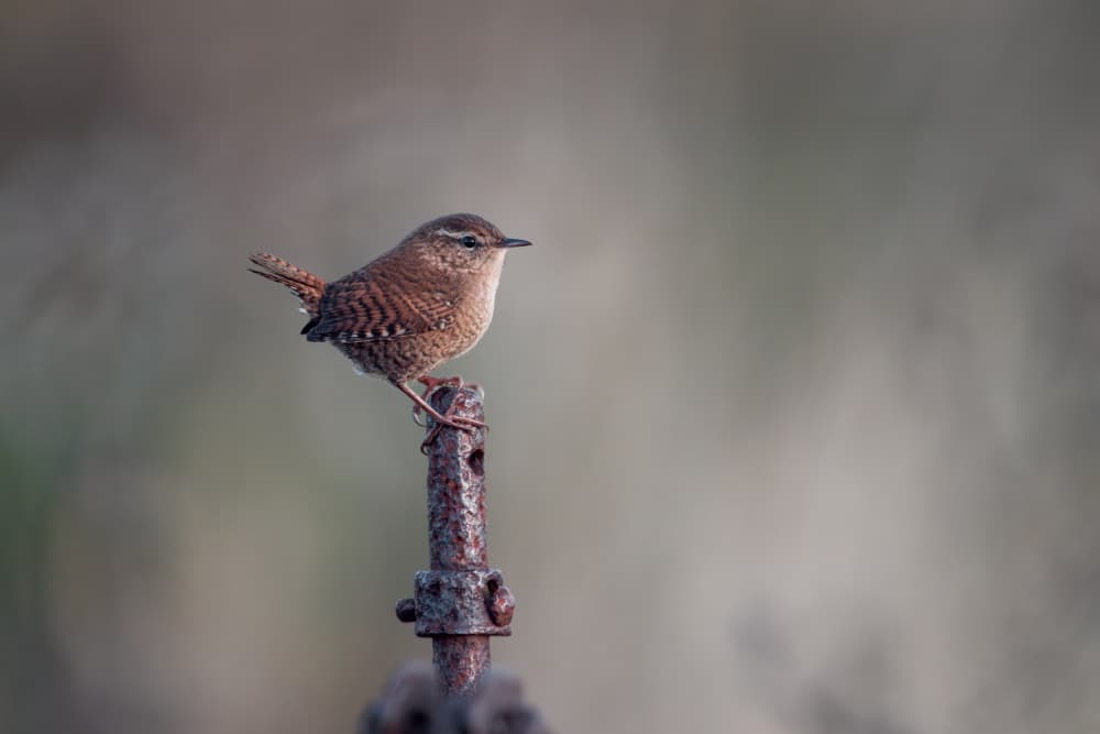 Wren on Rusty Post by Magnus Renmyr — canvas wall art