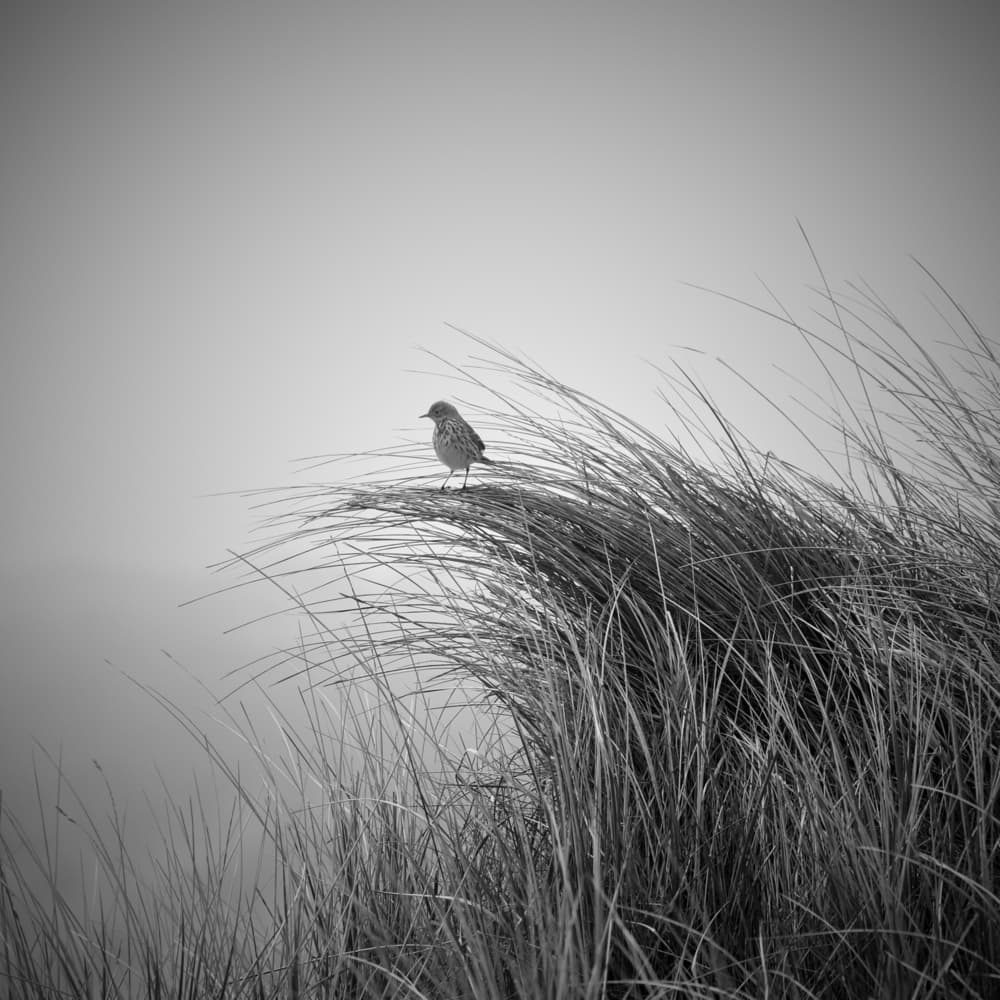 Serene Bird on Dune by Bodo Balzer — canvas wall art