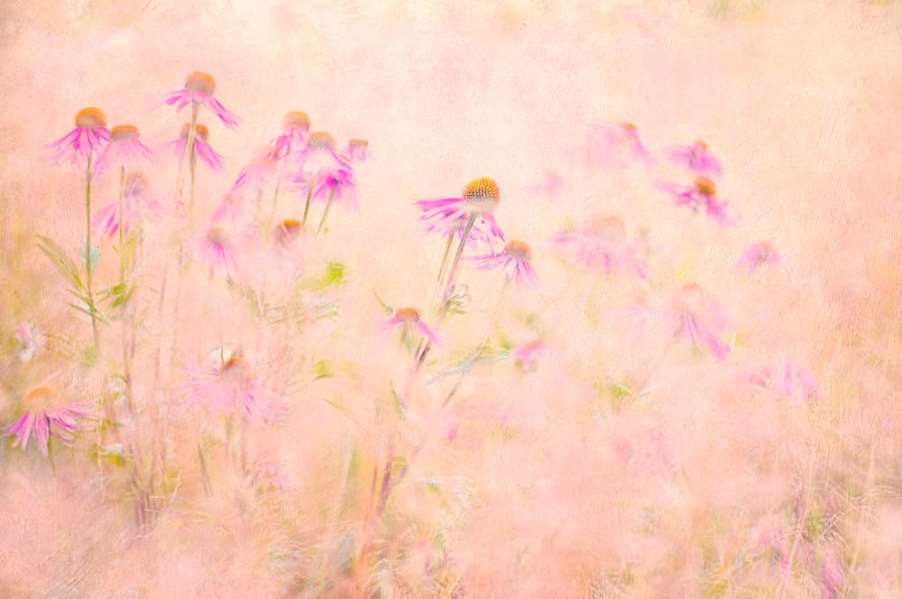 Dreamy Pink Coneflowers by Jacky Parker — canvas wall art