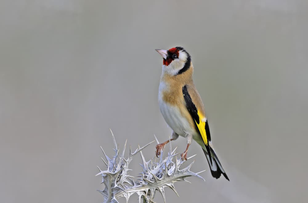 Vibrant Goldfinch on Thistle by Shlomo Waldmann — canvas wall art