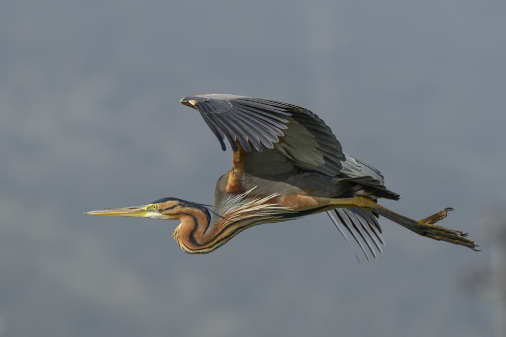 Purple Heron In Flight by Mallal Moshe — canvas wall art