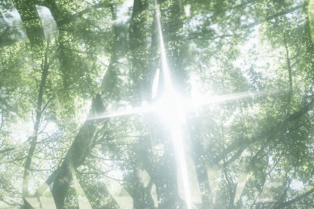 Ethereal Forest Sun by Lynann Colligan — canvas wall art