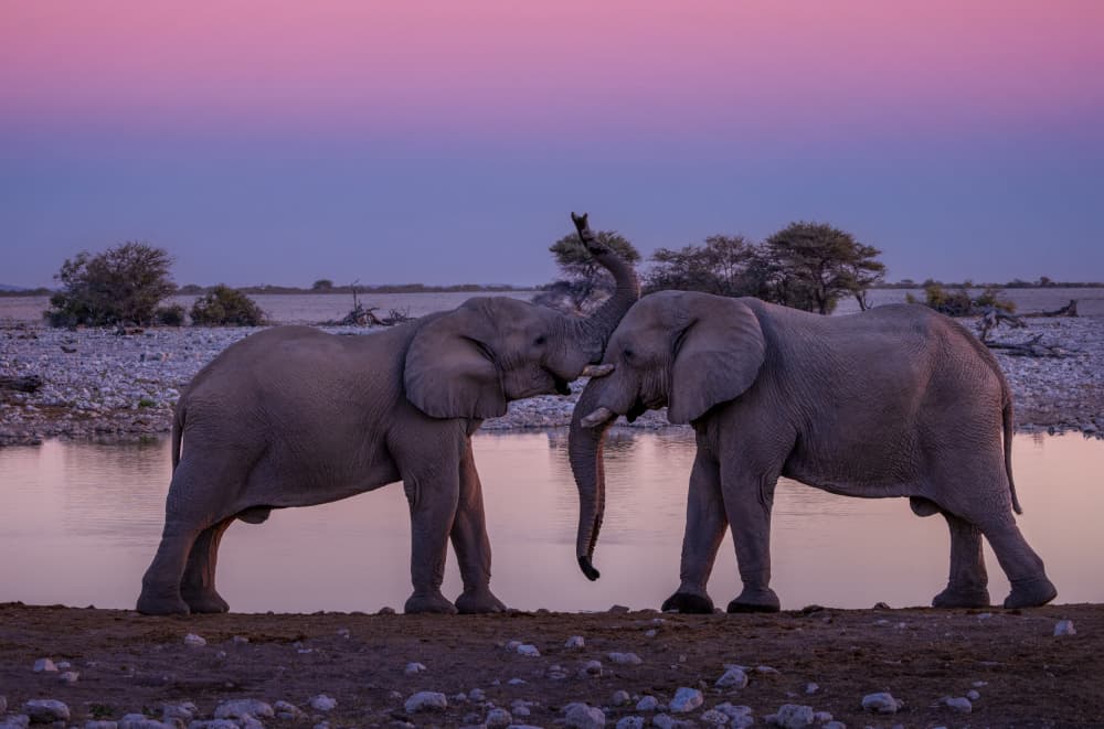 Elephant Sunset Love by Joanna W — canvas wall art