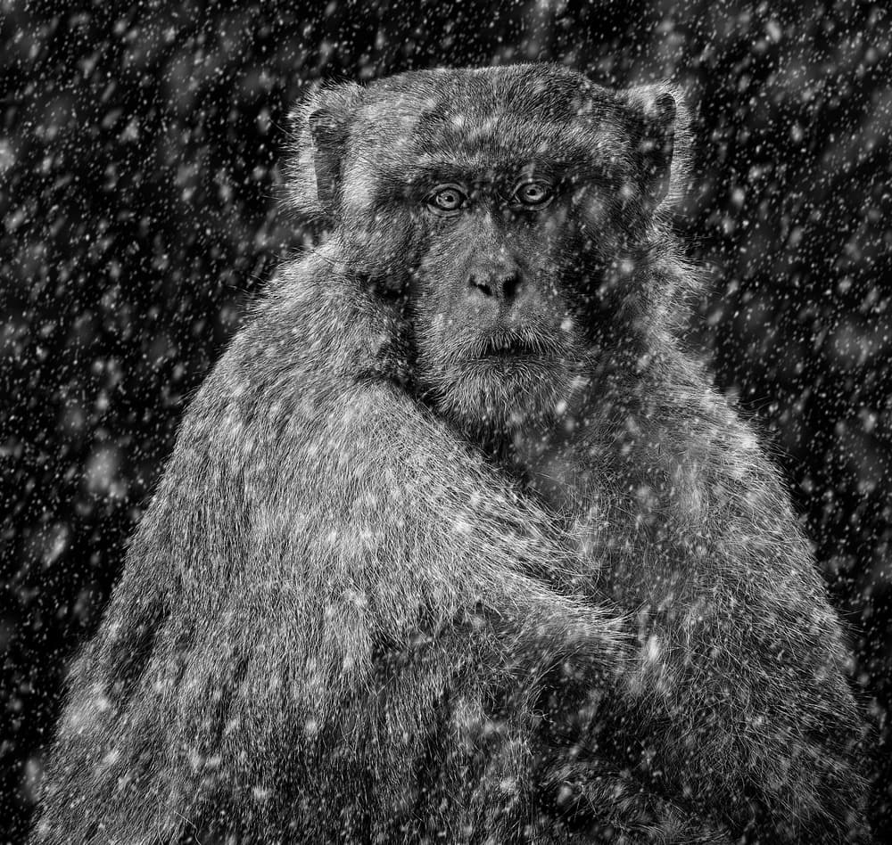 Snowy Monkey Gaze by Sayyed Nayyer Reza — canvas wall art