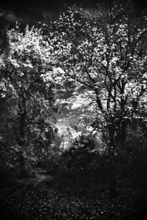 Ethereal Forest Path by Codrin Lupei — canvas wall art