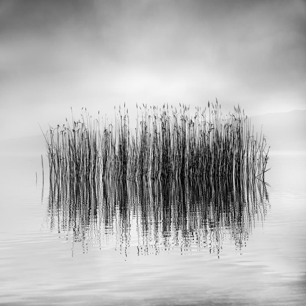 Still Reeds Reflection by George Digalakis — canvas wall art