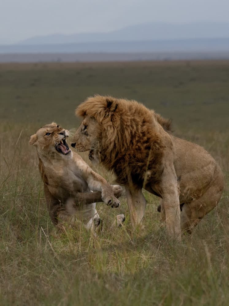 Lions' Wild Encounter by Rajat Dhesi — canvas wall art