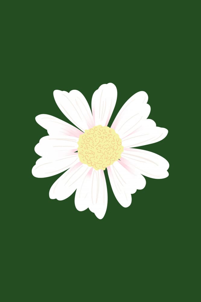 White Daisy Bloom by Karen Menzenbach — canvas wall art