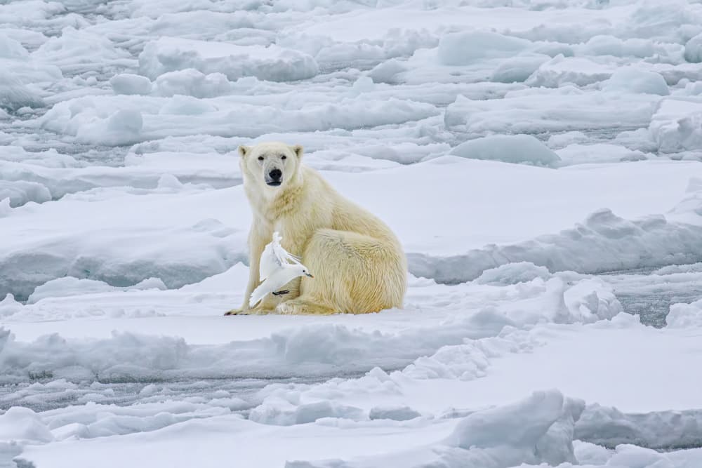 Arctic Polar Bear and Gulls by Siyu_Wei APA — canvas wall art