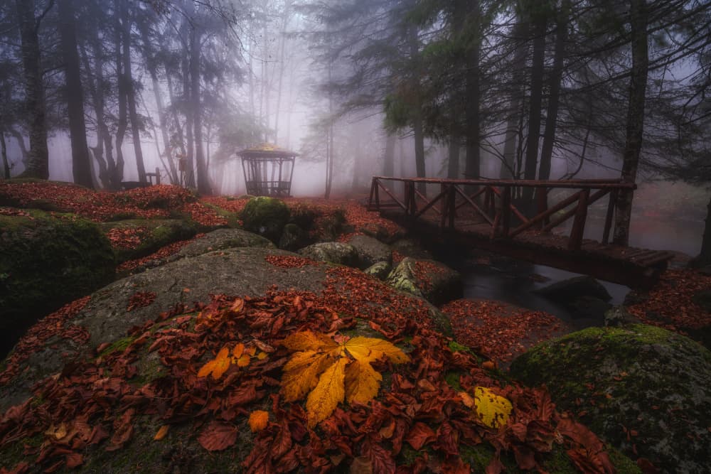 Misty Autumn Forest by Alexander Alexandrov — canvas wall art