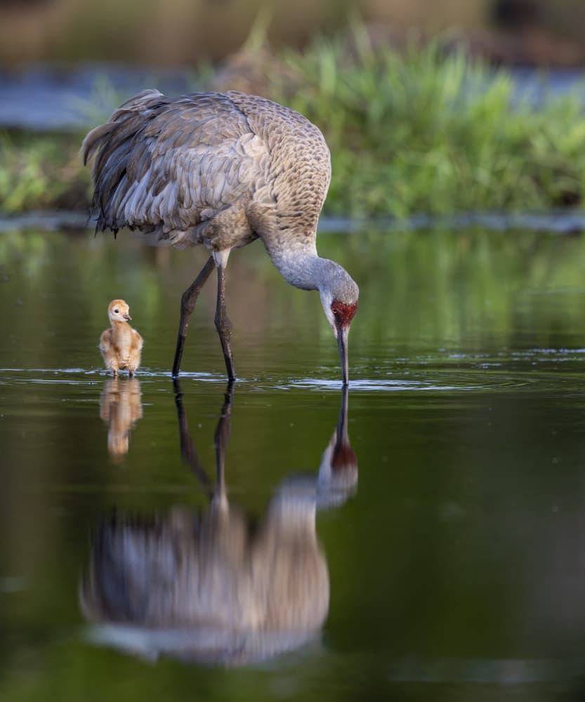 Sandhill Crane Water Reflection by Liwen Tao — canvas wall art