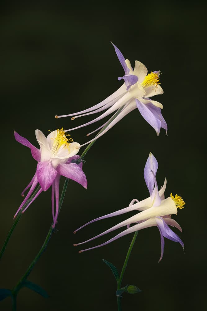 Graceful Columbine Flowers by Ben.C.L — canvas wall art