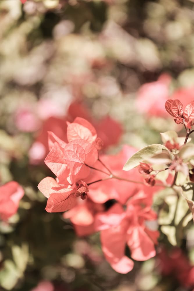 Petals in Focus by Shot by Clint — canvas wall art