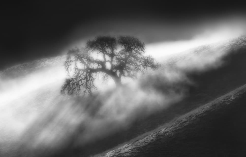 Misty Oak Tree by Jenny Qiu — canvas wall art