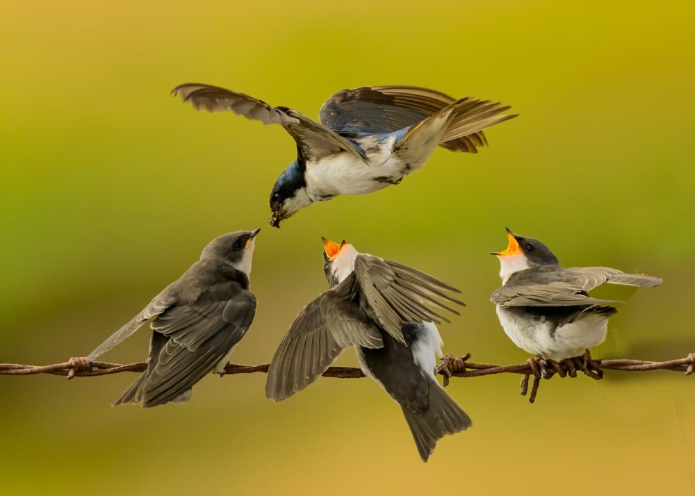 Nurturing Swallow Family by Moses Wang — canvas wall art