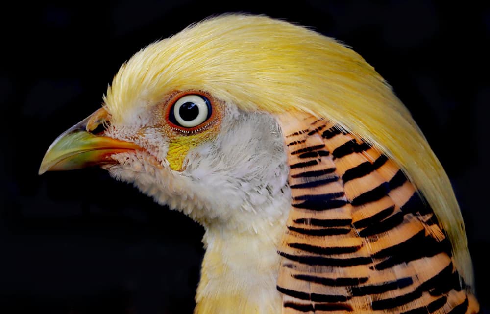 Vibrant Golden Pheasant by Robin Wechsler — canvas wall art