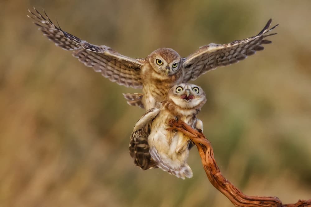 Funny Owls Landing by David Manusevich — canvas wall art