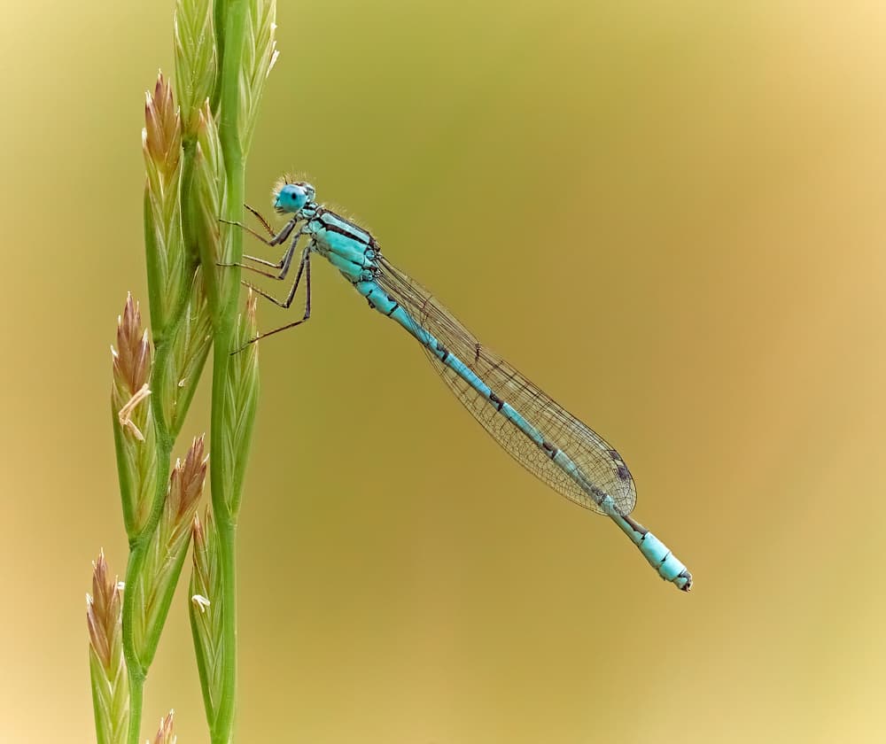 Blue Damselfly on Grass by Stuart Williams — canvas wall art