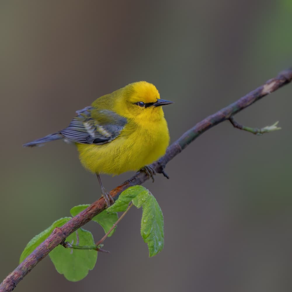 Vibrant Yellow Warbler by Jacob (Jian) Xu — canvas wall art