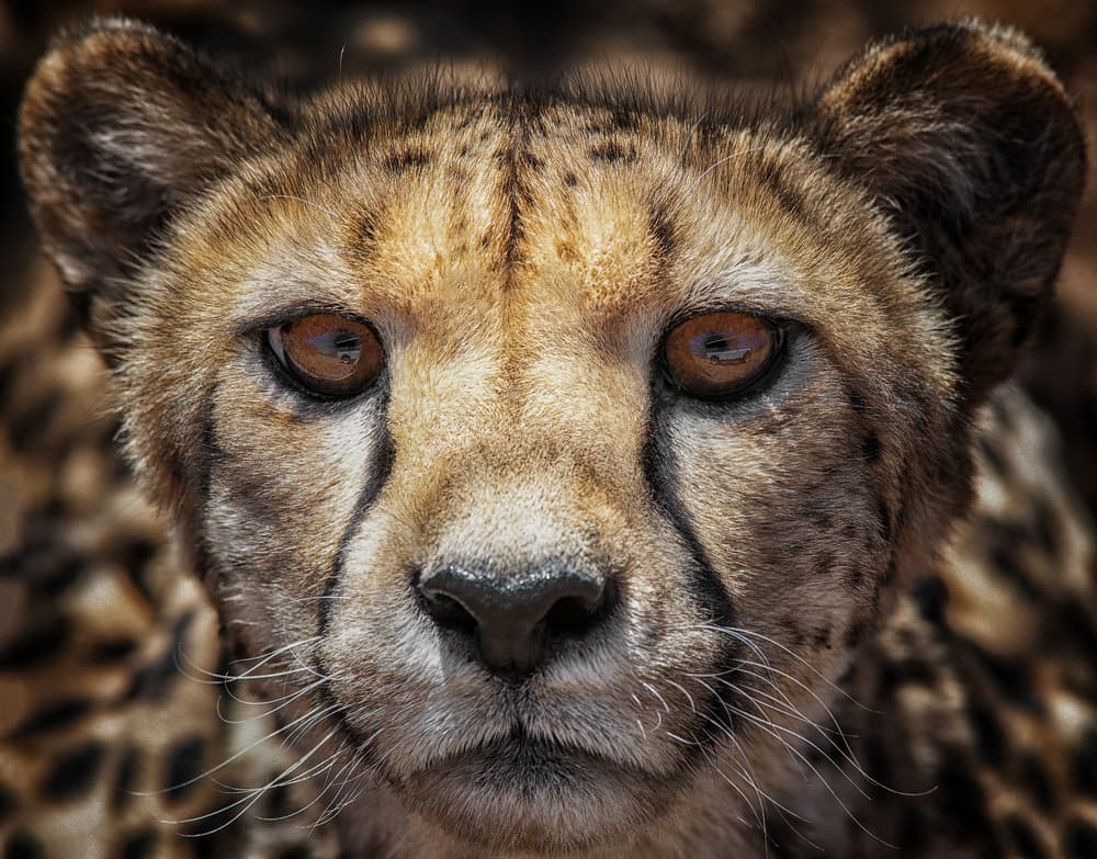 Intense Cheetah Portrait by Mathilde Guillemot — canvas wall art