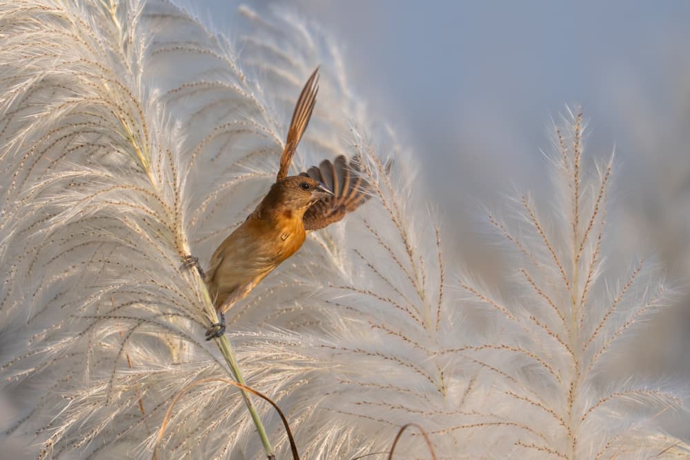 Graceful Bird in Motion by Rajat Dhesi — canvas wall art