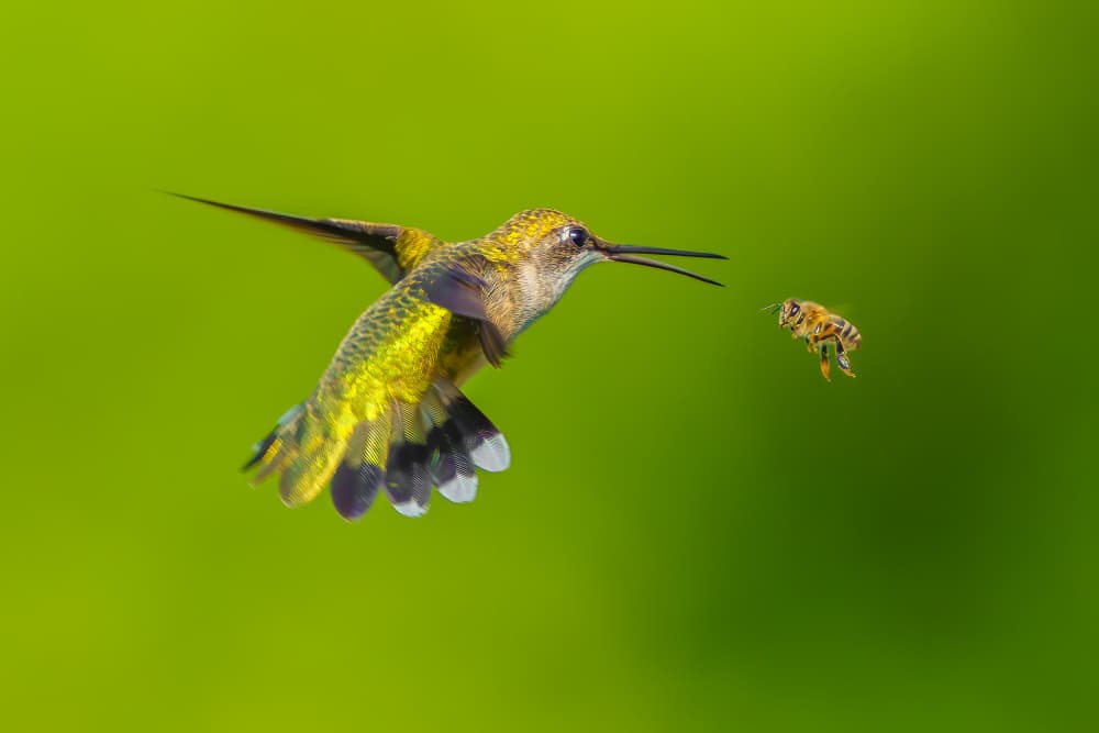 Hummingbird Meets Bee by Mike He — canvas wall art