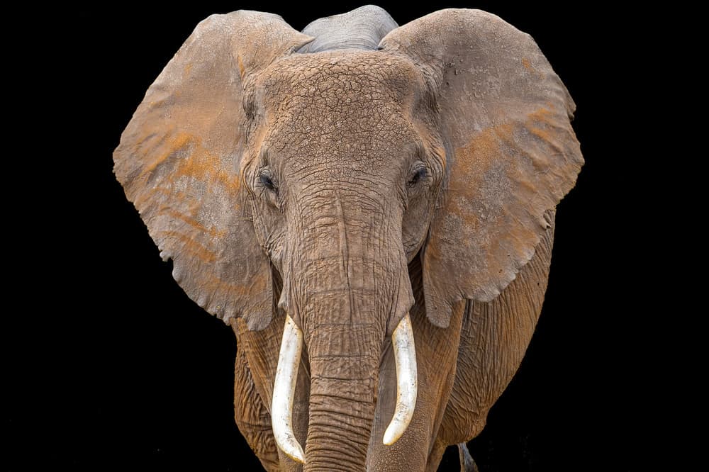 African Elephant Gaze by Jeffrey C. Sink — canvas wall art