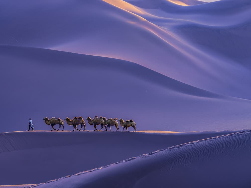 Purple Desert Caravan by Cai ning — canvas wall art