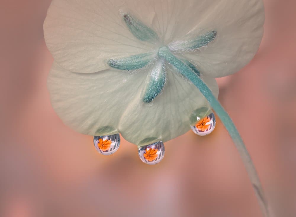 Flower Drops Reflections by Gu and Hongchao — canvas wall art
