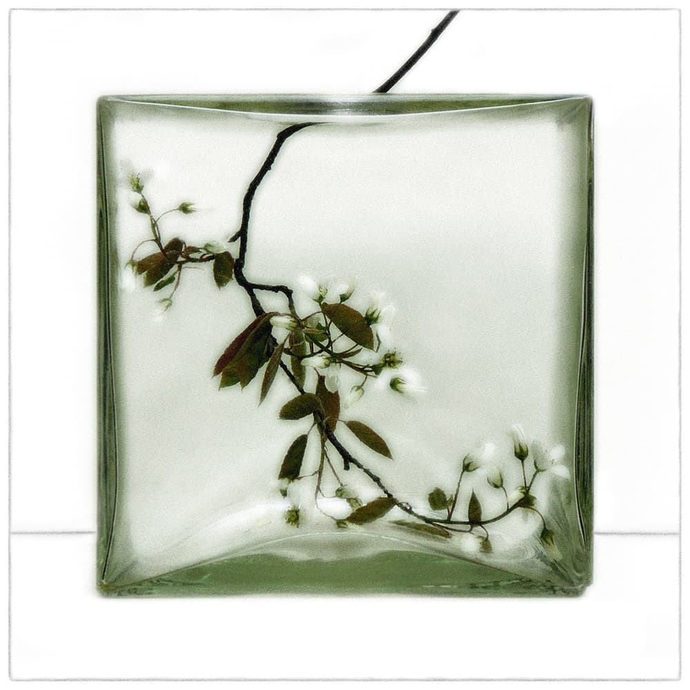 White Flowers in Glass by Huib Limberg — canvas wall art