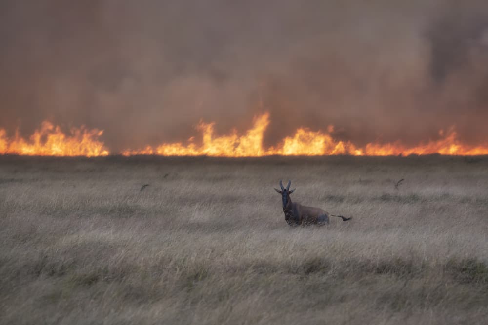 Fiery Savanna Antelope by Roberto Marchegiani — canvas wall art
