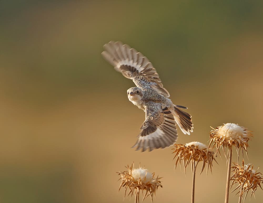 Flying Bird Golden Light by Shlomo Waldmann — canvas wall art