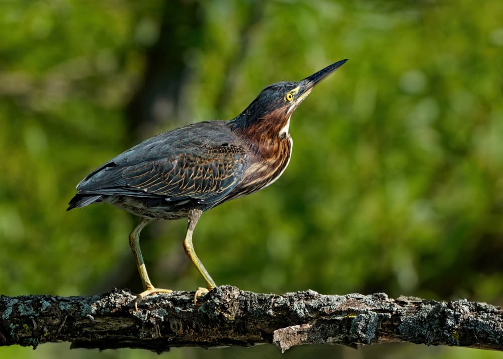 Green Heron on Branch by Lucie Gagnon — canvas wall art