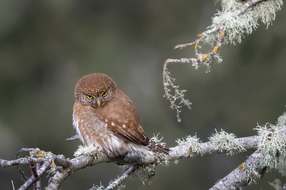 Intense Owl Gaze by Bill Lu — canvas wall art