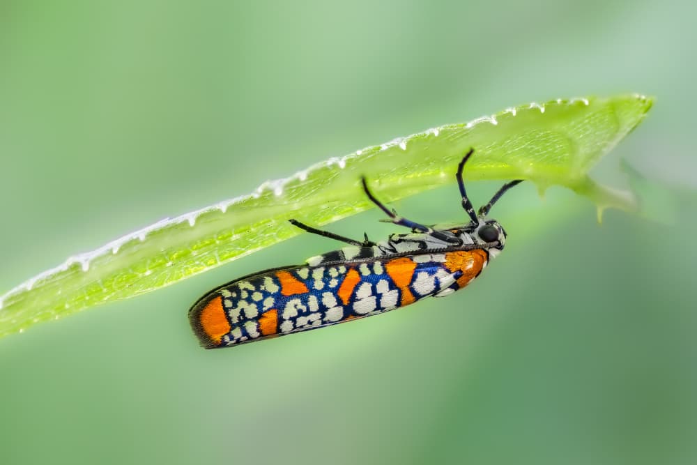 Vibrant Insect on Green Leaf by Atul Saluja — canvas wall art
